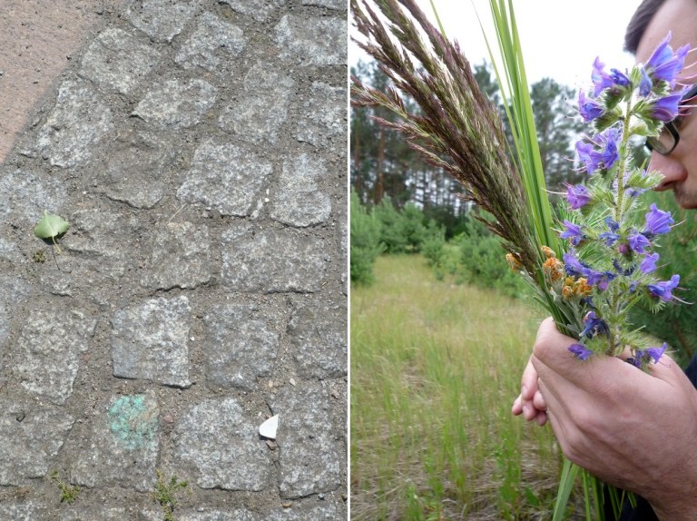 # 150 Collect Herbarium ... with Laurent