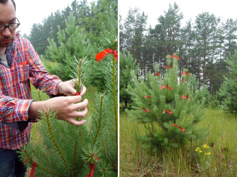 # 165 Decorate ... with Raphael