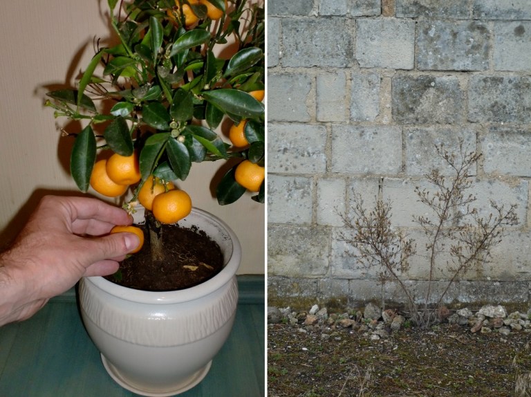 # 174 Pick Fruit ... with Jacques